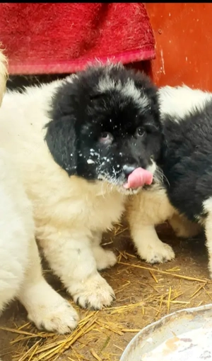 Ciobanesc de Bucovina 