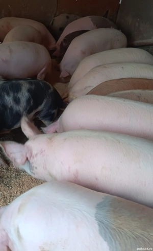 vand porci 30-200kg - imagine 2