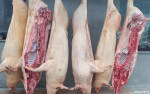 vand porci 30-200kg - imagine 3