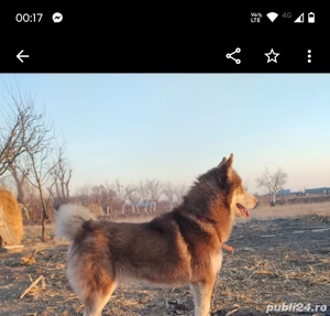 Husky siberian-servicii! - imagine 2