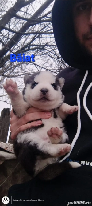 Căței husky siberian  - imagine 2