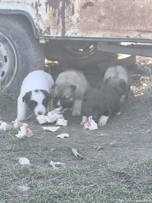 Căței ciobănești  - imagine 3