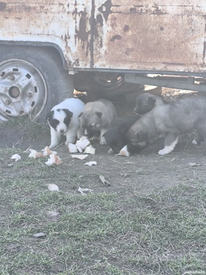 Căței ciobănești  - imagine 2