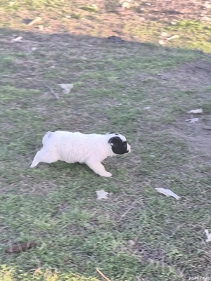 Căței ciobănești  - imagine 5