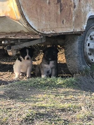 Căței ciobănești  - imagine 4