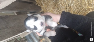 Căței husky siberian  - imagine 4