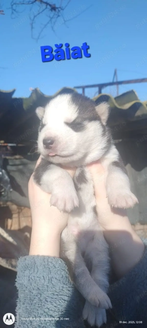 Căței husky siberian  - imagine 3