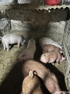 vand grasuni  - imagine 2