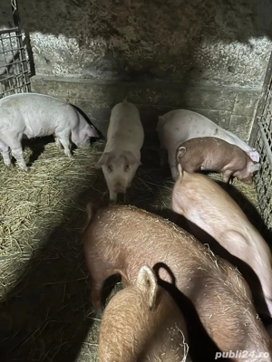 vand grasuni  - imagine 3