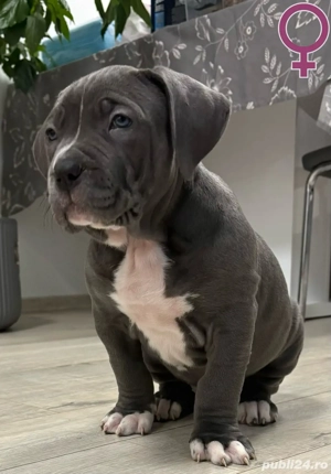 Cățeii caută familii iubitoare 