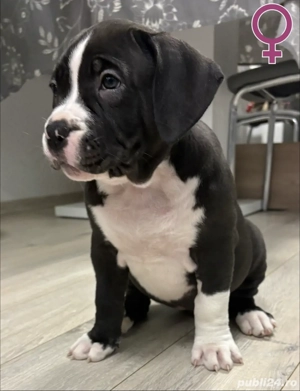 Cățeii caută familii iubitoare 