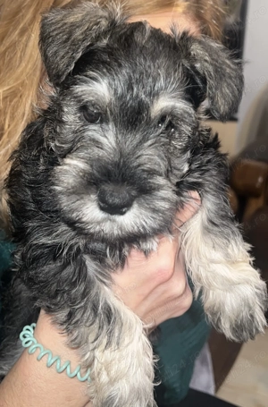 Vand Schnauzer Pitic