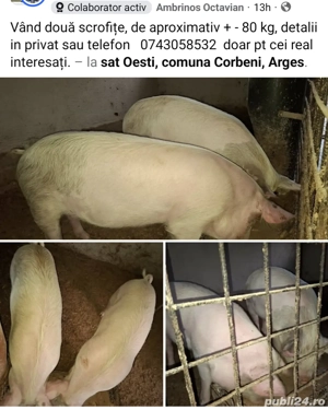 porci purcele 