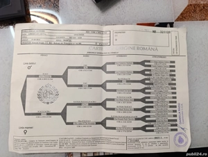 Akita American  - imagine 2