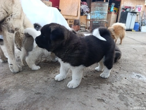 Akita American  - imagine 5