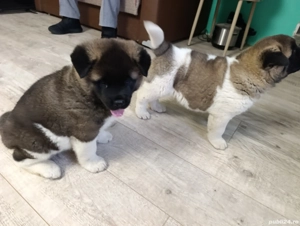 Akita American  - imagine 4