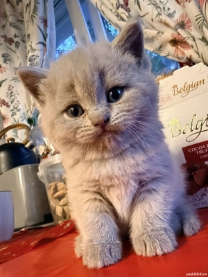 Pui British   Scottish   crescuți corect - imagine 4