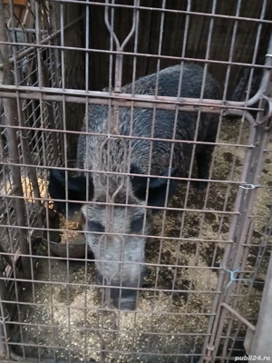 Vând vier mistreț.