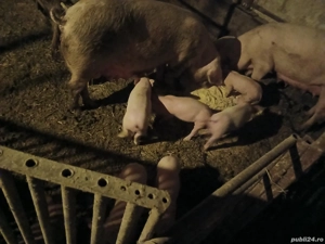 Purcei de vanzare - imagine 3