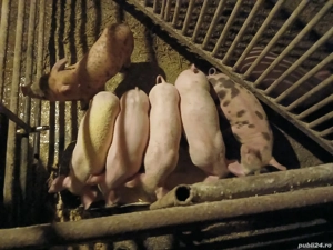 Purcei de vanzare - imagine 2