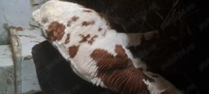 Vand viței de rasă - imagine 4