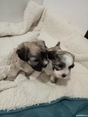 Bishon Maltez  - imagine 5