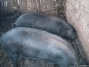 De vinzare - imagine 5