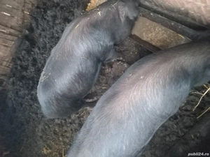 De vinzare - imagine 3