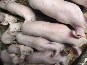 Purcei de vânzare 35 - 40 kg - imagine 2