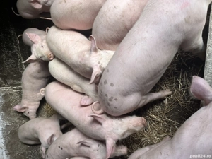 Purcei de vânzare 35 - 40 kg - imagine 3