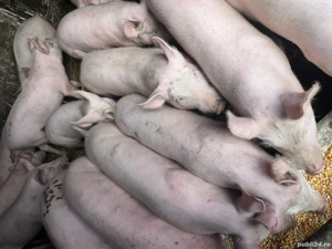 Purcei de vânzare 35 - 40 kg - imagine 4