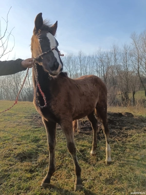 mânză 6 luni de vanzare