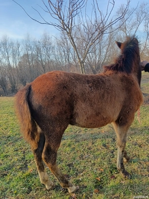 mânză 6 luni de vanzare - imagine 2