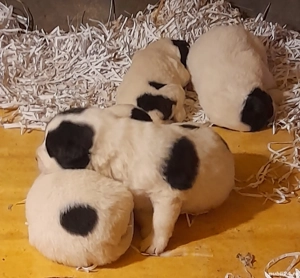  Căței Ciobanesti de Bucovina!