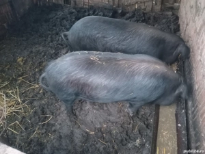 De vinzare - imagine 4