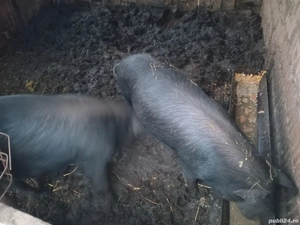 De vinzare - imagine 2