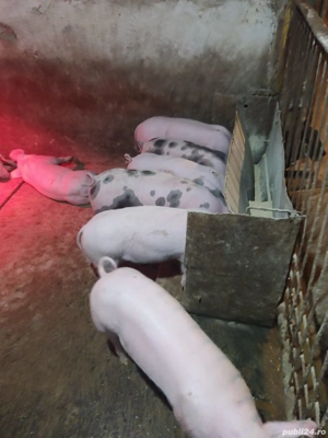 Purcei de vânzarea  - imagine 4