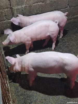 Purcei de vânzarea  - imagine 5