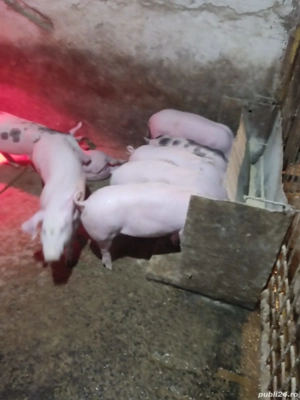 Purcei de vânzarea  - imagine 3