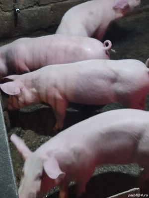 Purcei de vânzarea  - imagine 2