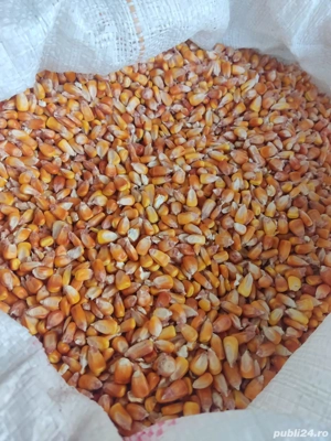 Porumb de vanzare - boabe sau stiulete