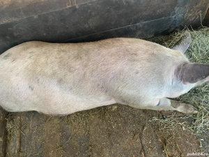 Vând purcea 320-330kg