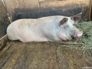 Vând purcea 320-330kg - imagine 2