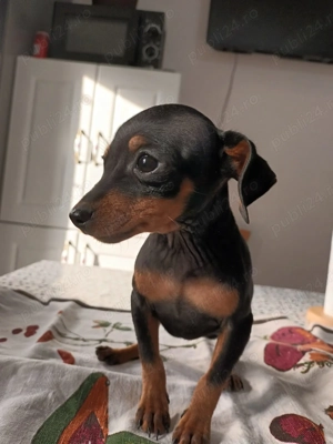 Pui Pinscher Pitic