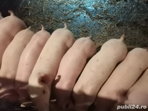 purcei rasa de carne