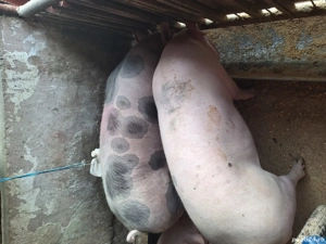 Vand 1 porc de tara cu coada 