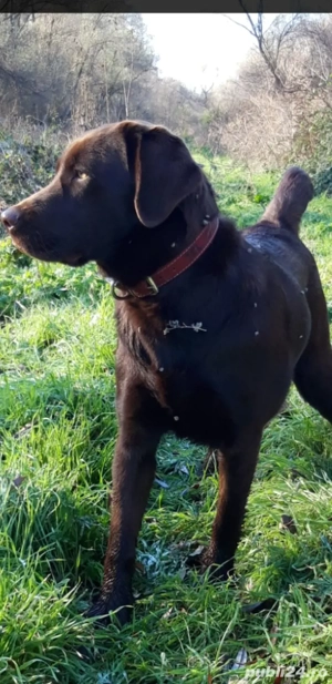 Caine Labrador retriever ciocolatiu cauta partenera - imagine 2