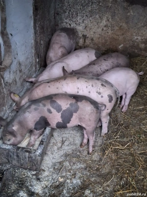 vand purcei frumosi  - imagine 3