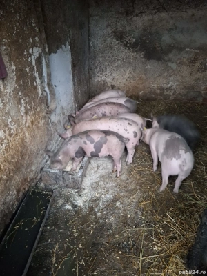 vand purcei frumosi  - imagine 2