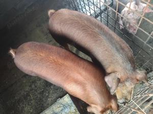 8 Purcei duroc pur de 8 saptamani